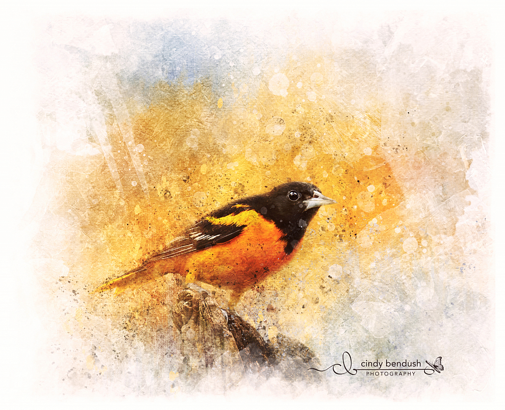 Painted Oriole