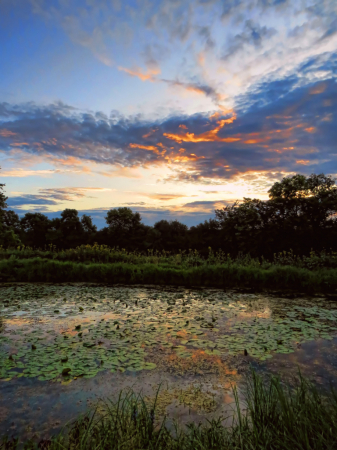 Pond In The Morning