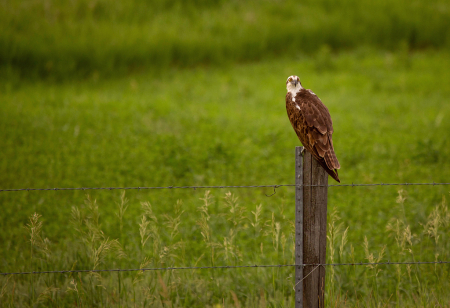 Osprey on Fence