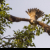 2Red Shouldered Hawk Flight - ID: 15831079 © Jacquie Palazzolo