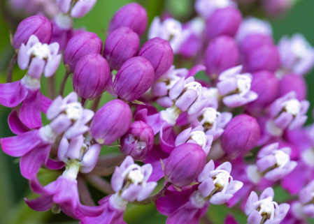 Milkweed