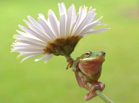 Flower Frog