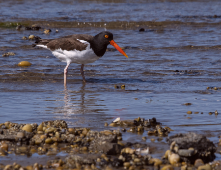 Oystercatcher Hunting for Food