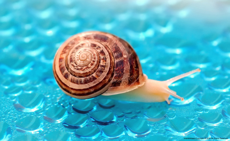 Snail................