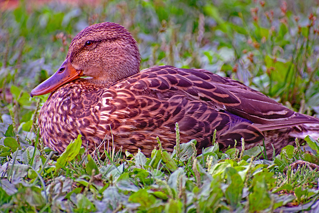 Hen Mallard Resting