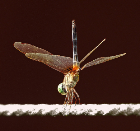 Handstand on a Tightrope