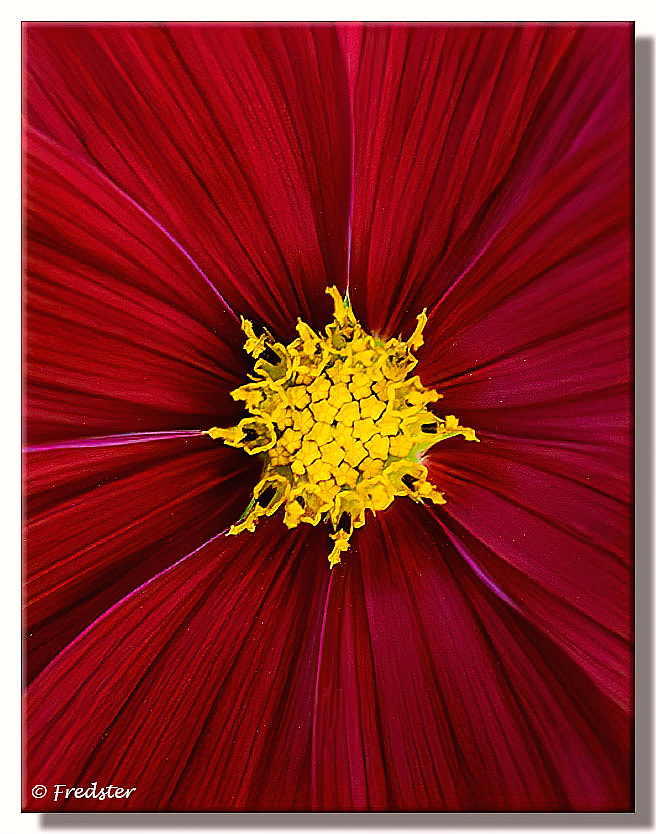 A Beautiful Flower - ID: 15831437 © Frederick A. Franzella