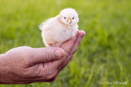 A Bird in the Hand