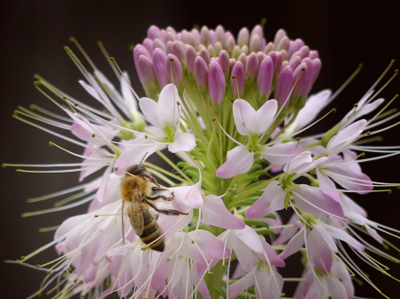 Bee Feeding a Cleome Blossom