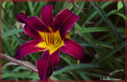 A Day Lilly of a different color