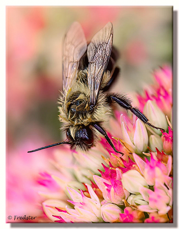 A Bee Having One Real Bad Hair Day