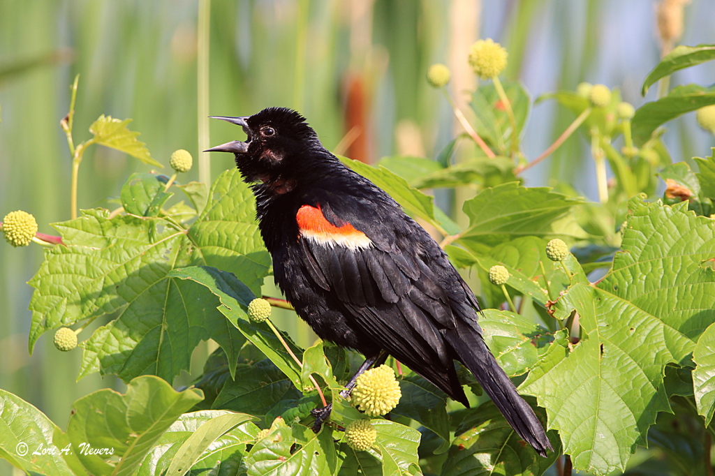 Red-Winged Blackbird 2