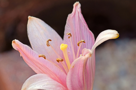 Pink Day Lily