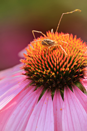 Spider on Cone Flower