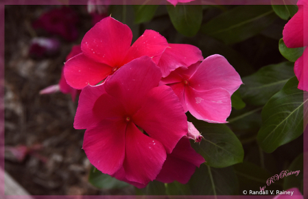 Flower on Boardwalk . . .