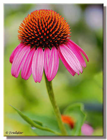 Purple Cone Flower