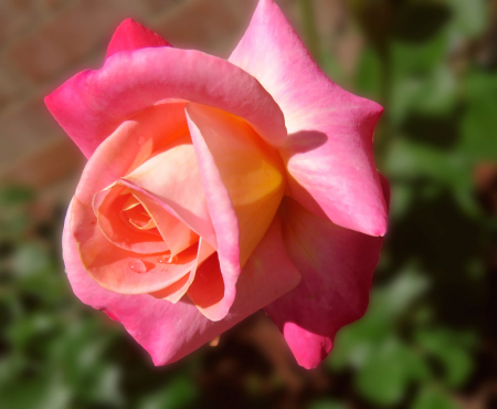 One Of Our Pretty New Roses