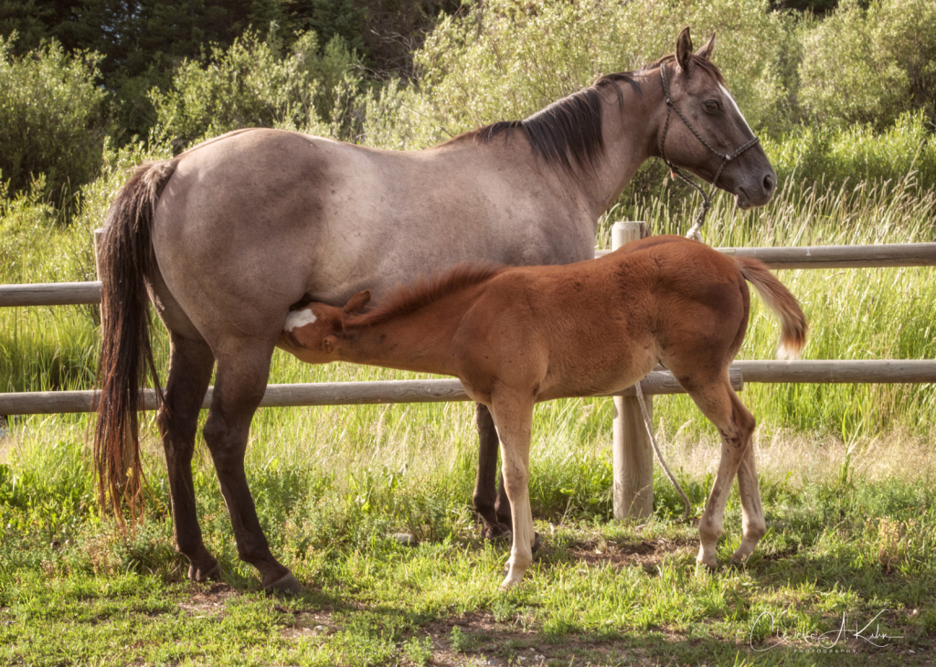 Mother and Foal