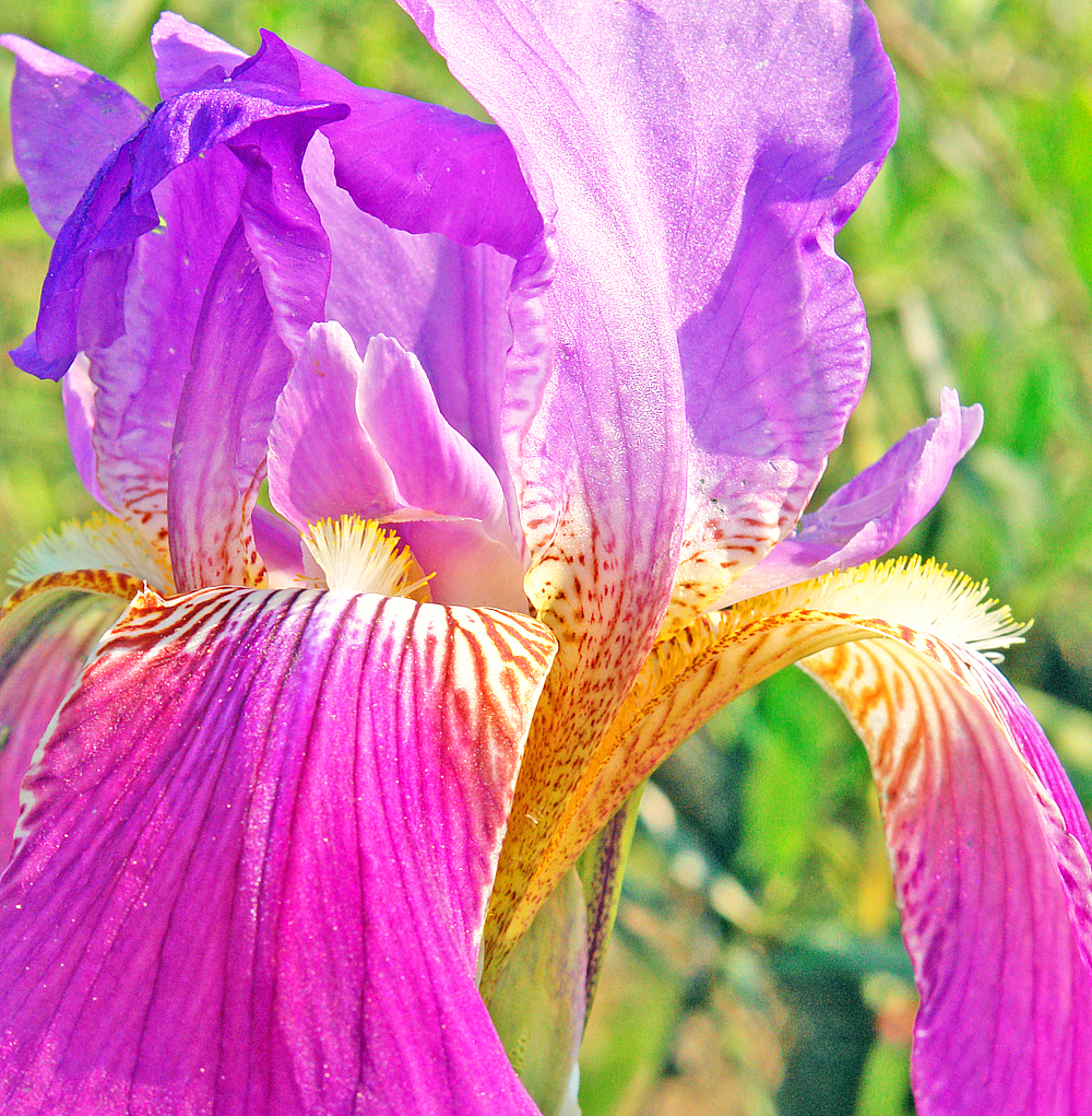 Fully bloomed Iris.