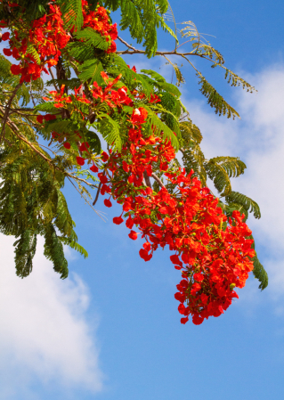 Bright Florida Skies and Flowers