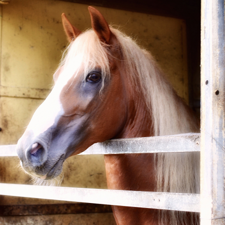 Portrait of ‘Doble Replica’