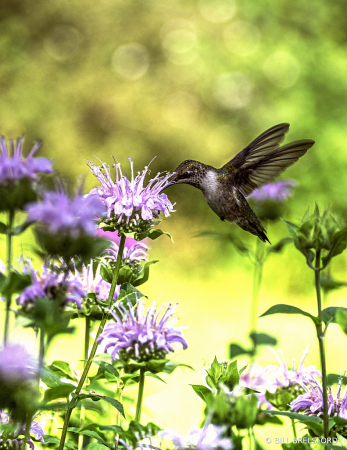 Humming Bird