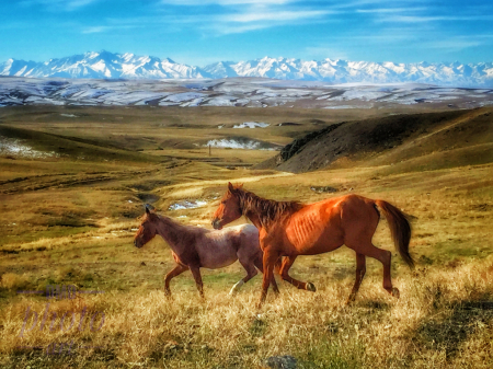 ~ ~ WILD HORSES OF KAZAKHSTAN  ~ ~  