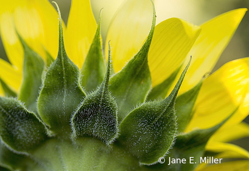 Sunflower Beauty