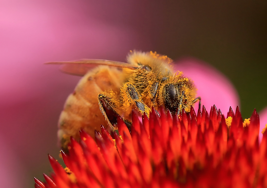 Bee on Cone Flower