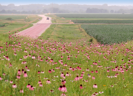 Ditch Full Of Coneflowers