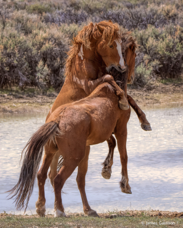 Rowdy Redheads