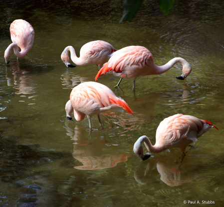 Flamingo Party