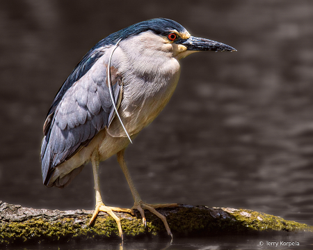 Black-crowned Night-heron