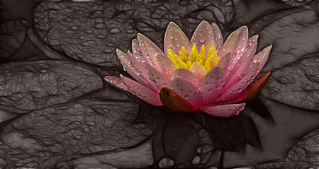 Water Lily