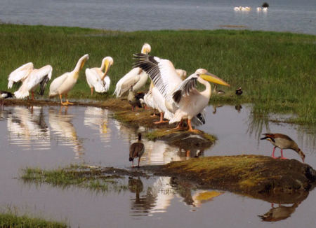 Birds of the Masai Mara