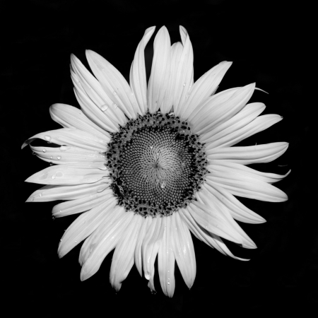 Black and White Sunflower