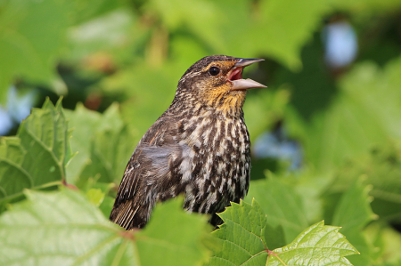 Female Red-Winged Blackbird