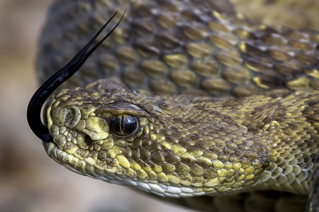 Prairie Rattler