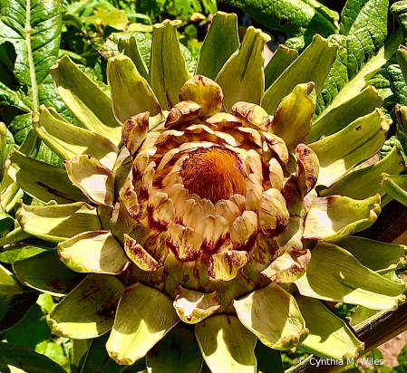 Artichoke