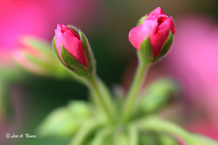 Geranium Buds 2