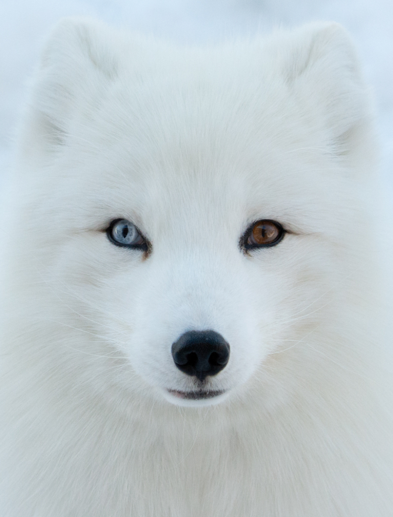Wall Eyed Arctic Fox