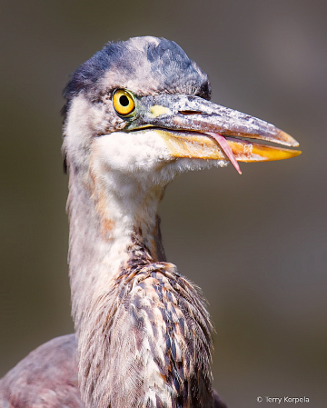 Goofy Grin on an Great Blue Heron