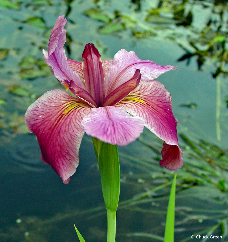 Iris in Turtle Pond