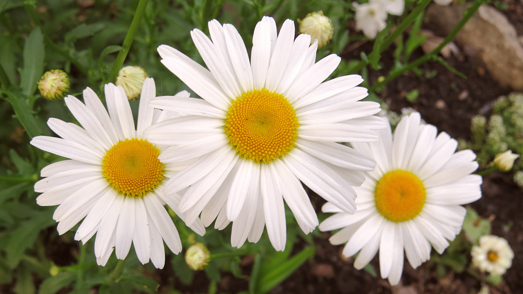 Daisies At East Park