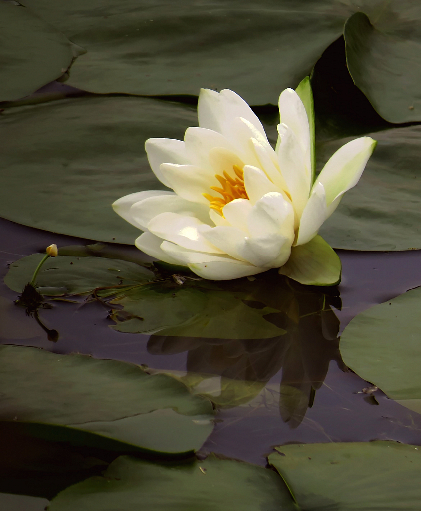 Lily Pond