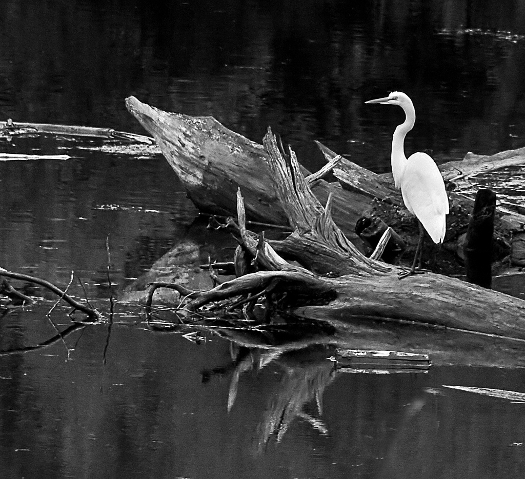 Egret in B&W