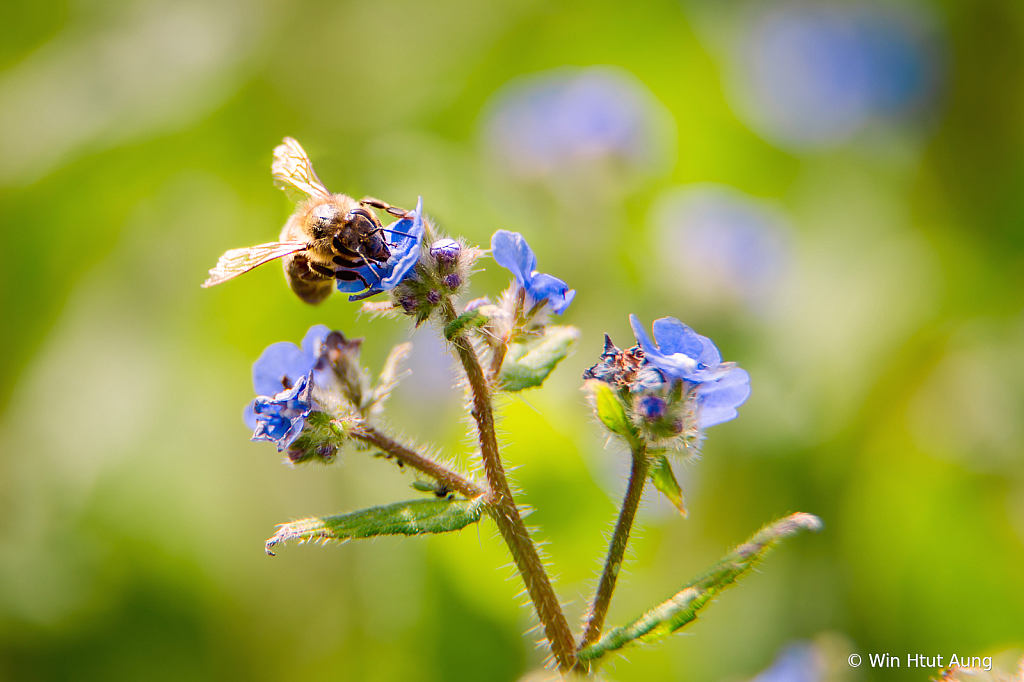 busy bees