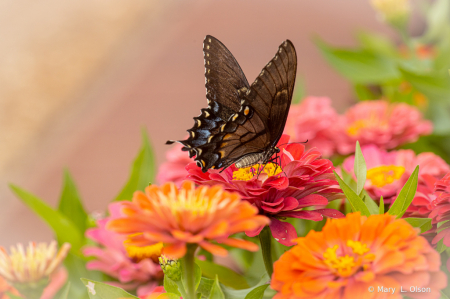 Swallowtail Summer