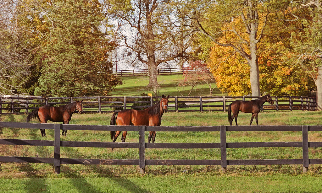 Kentucky Horse Farm