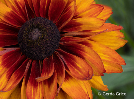 Gazania in a Light Breeze